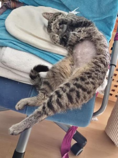 Hermine Freundliches Tigermädel