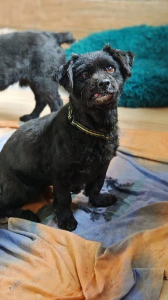 💖Casimira💖 sucht ein schönes Zuhause
