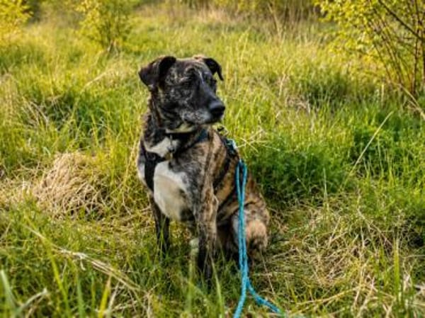 Nano sucht passende Familie