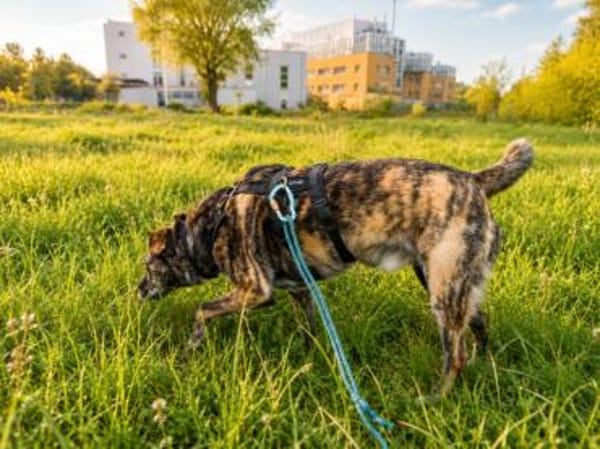 Nano sucht passende Familie