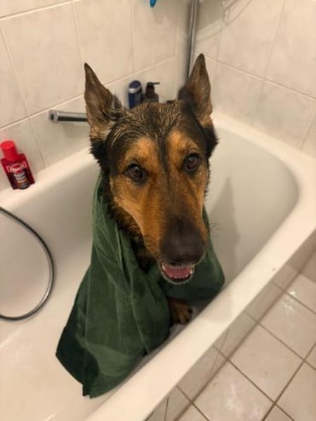 Alf 💙sucht sein Für-immer-Zuhause 🐾