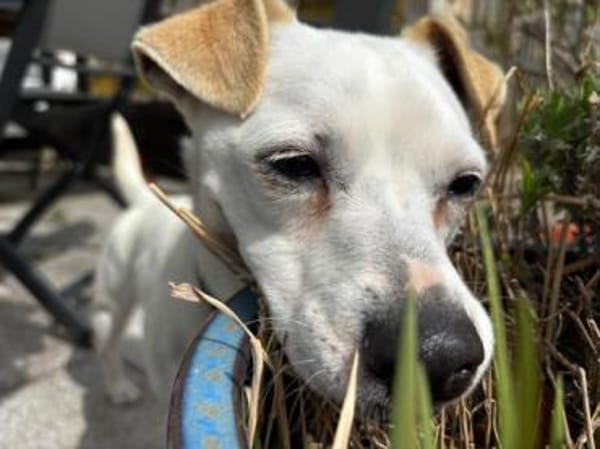 Bubi sucht eine /Zuhause