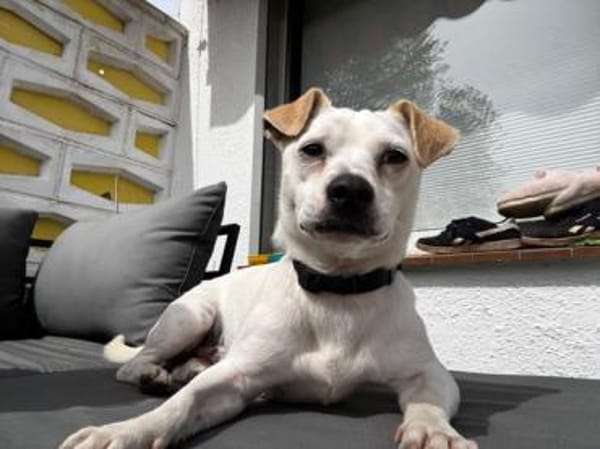 Bubi sucht eine /Zuhause