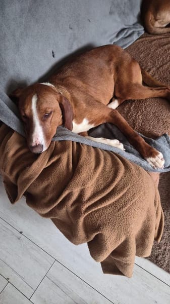 💕Maya 💕 sucht ihre Familie
