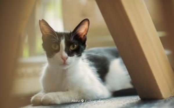 Isabella, neugieriges Katzenkind, 1 J.