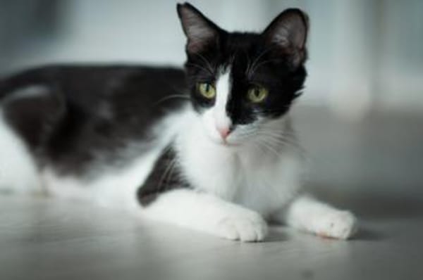 Isabella, neugieriges Katzenkind, 1 J.