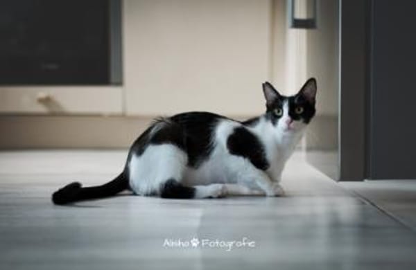 Isabella, neugieriges Katzenkind, 1 J.