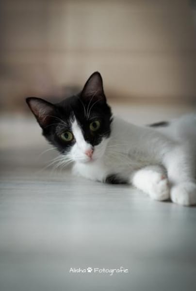 Isabella, neugieriges Katzenkind, 1 J.