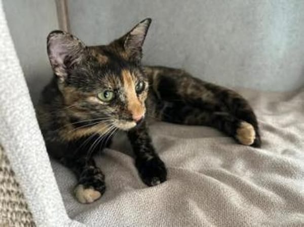 💕Isabell💕 sucht ihre Menschen