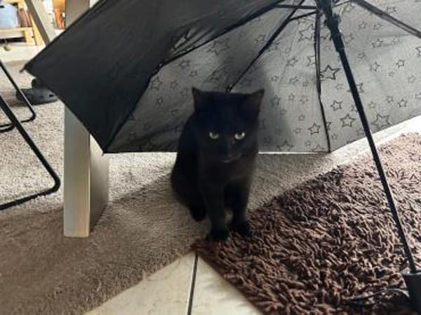 💛Lilly💛 sucht ihr Zuhause