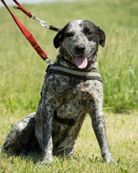 Vanda SI - liebt Hunde und Kinder