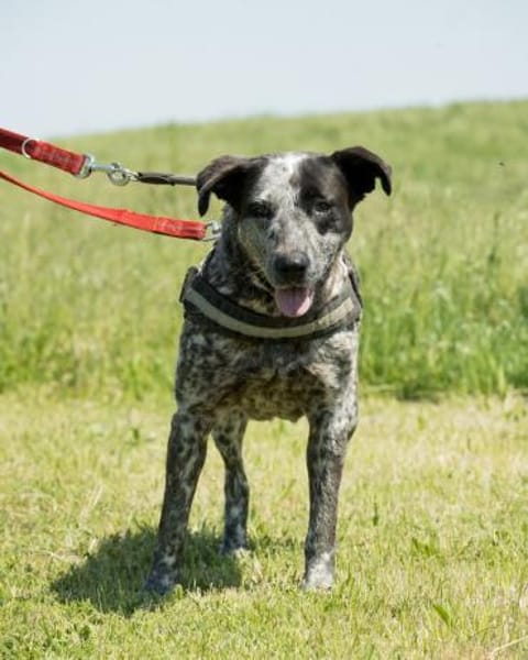 Vanda SI - liebt Hunde und Kinder