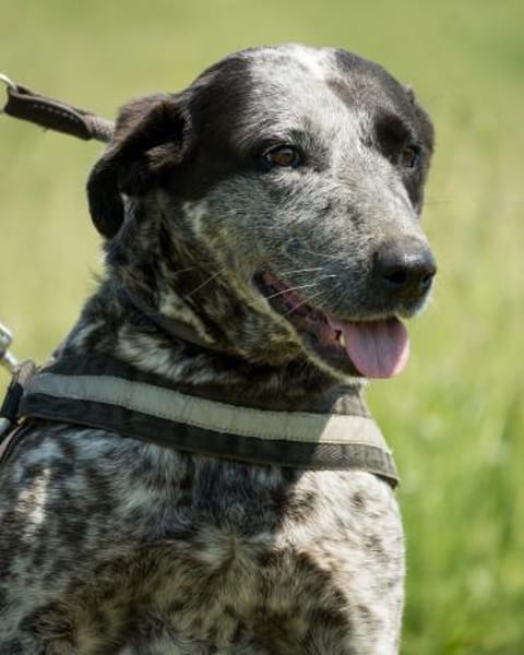 Vanda SI - liebt Hunde und Kinder