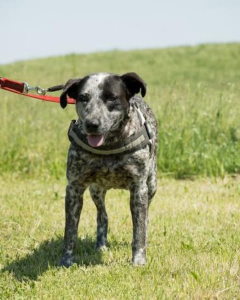 Vanda SI - liebt Hunde und Kinder