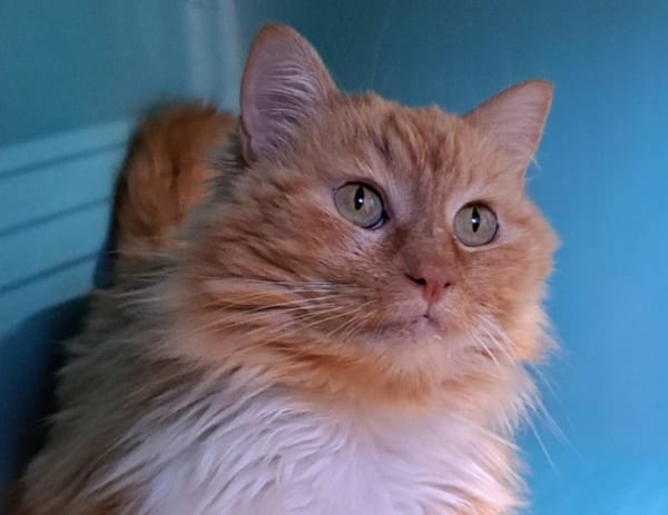 Myrtille