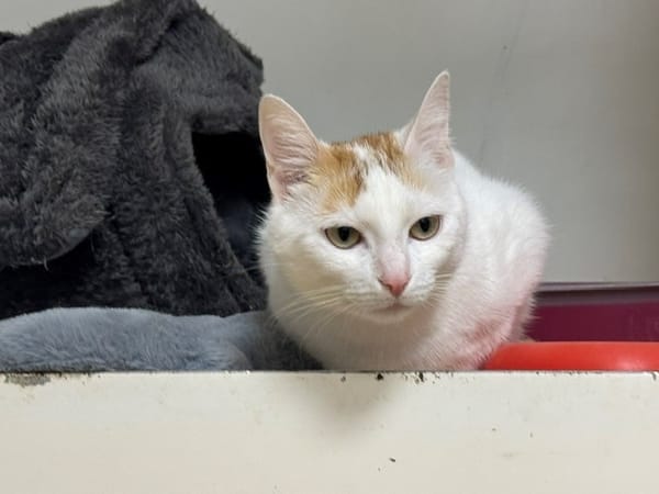 LADY A17406