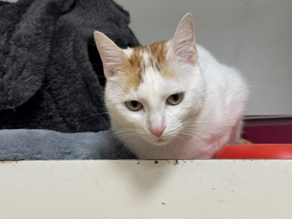 LADY A17406