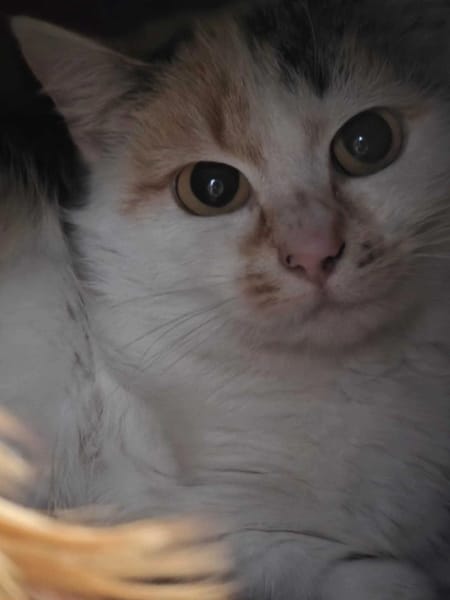 Pyza