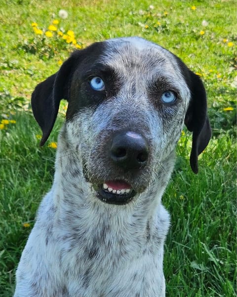 Indigo
