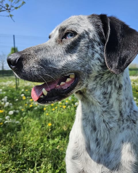 Indigo