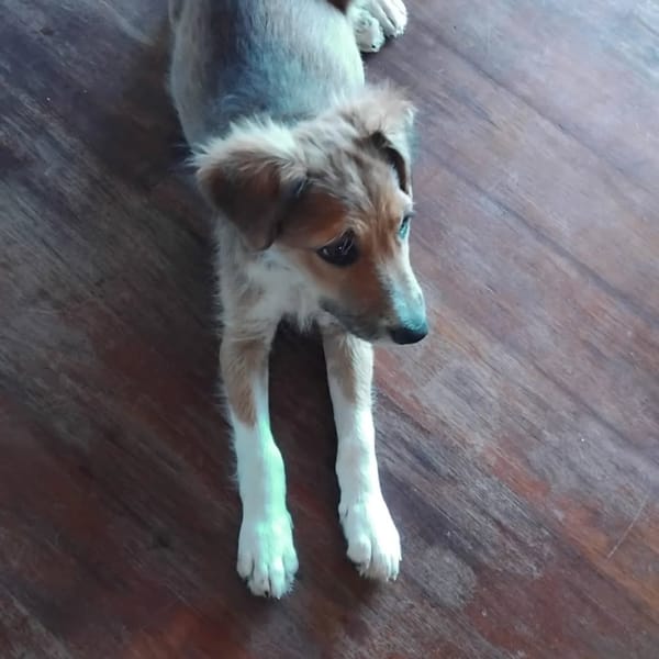 ✨️ LAÏKA ✨️ 🐶