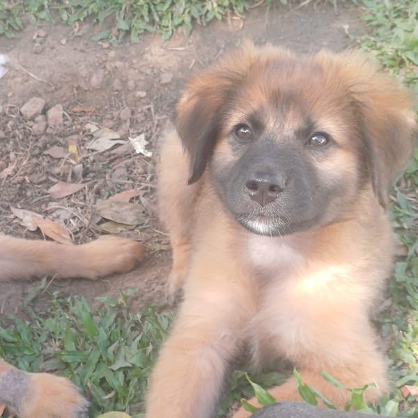 BISSAP, Chiot mâle Berger Créole