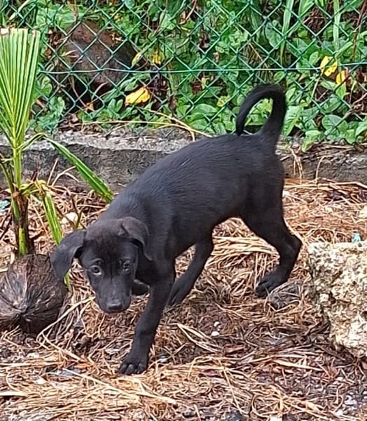 MILADY, Femelle junior Croisée Labrador