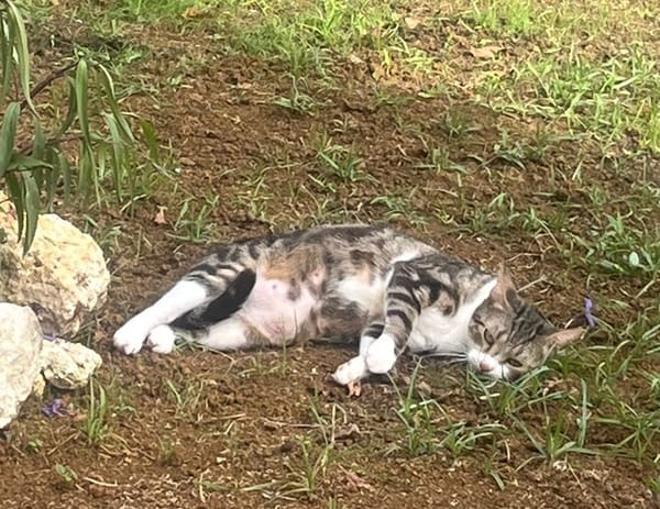 BONBONETTE, chatte européenne adulte