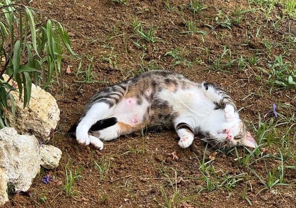 BONBONETTE, chatte européenne adulte