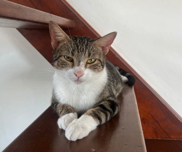 BONBONETTE, chatte européenne adulte