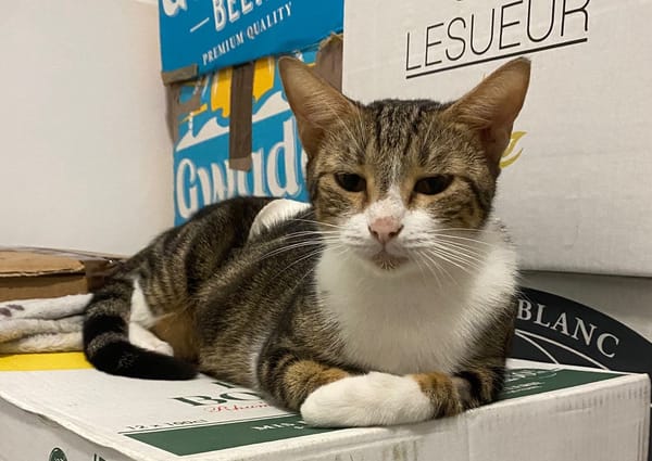 BONBONETTE, chatte européenne adulte