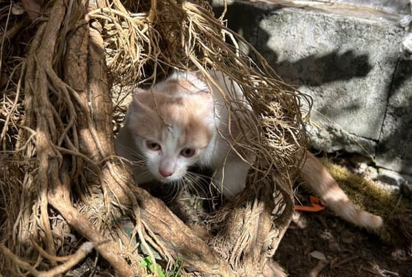 ELIOT, chaton créole mâle