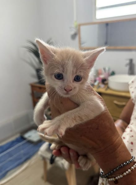 ELIOT, chaton créole mâle