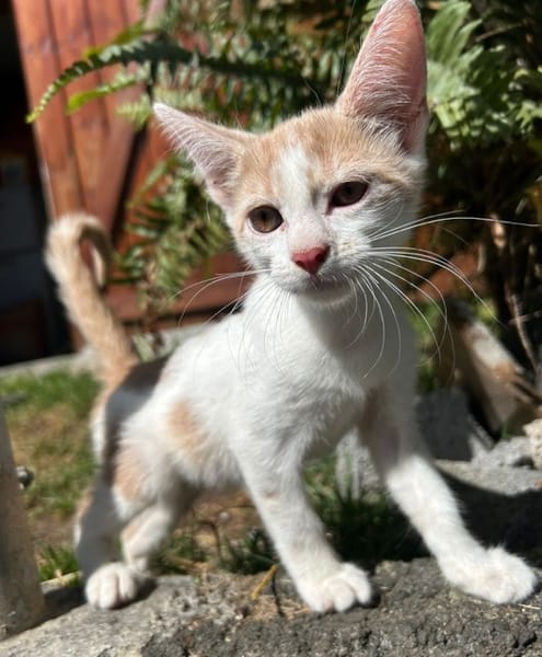 ELIOT, chaton créole mâle