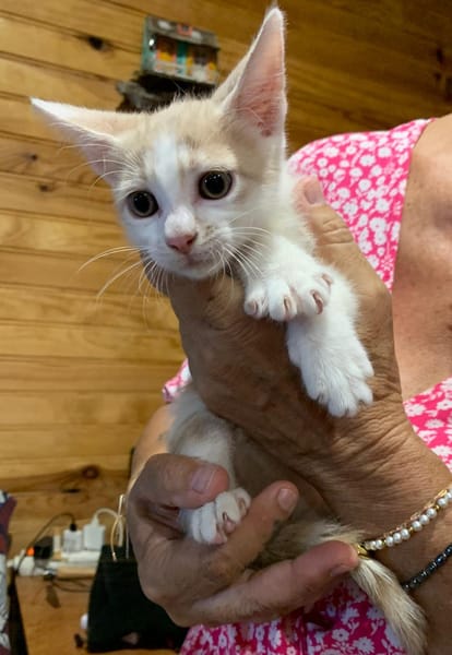 ELIOT, chaton créole mâle