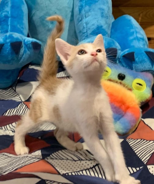 ELIOT, chaton créole mâle