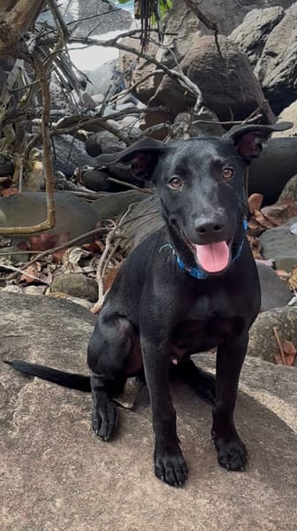 LOCKY, Chiot mâle Croisé Labrador