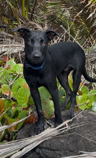 LOCKY, Chiot mâle Croisé Labrador