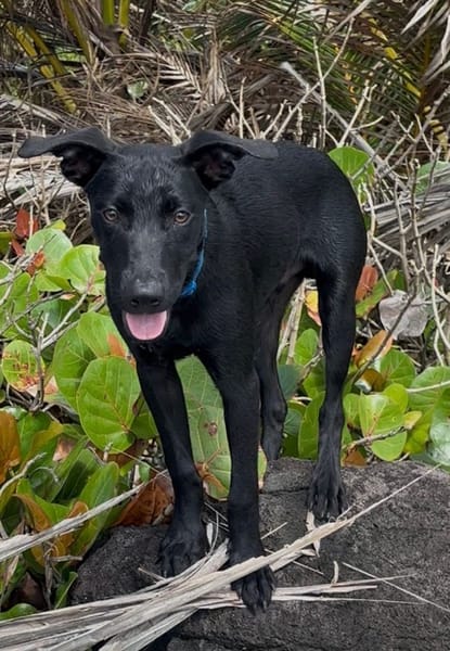 LOCKY, Chiot mâle Croisé Labrador