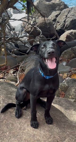 LOCKY, Chiot mâle Croisé Labrador