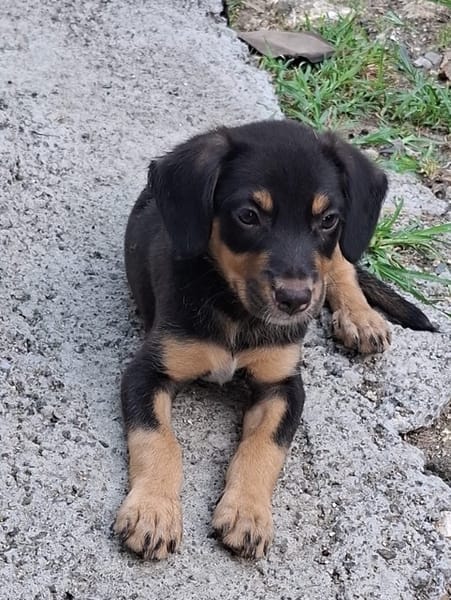 BROOKLYN, Chiot Berger Créole mâle