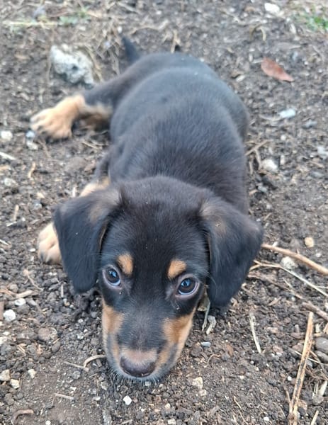 BROOKLYN, Chiot Berger Créole mâle