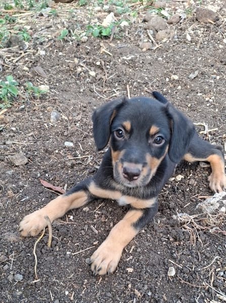 BROOKLYN, Chiot Berger Créole mâle