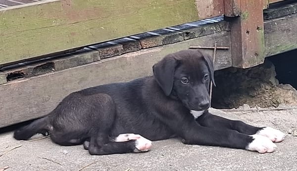 PORTOS, berger créole mâle junior💙