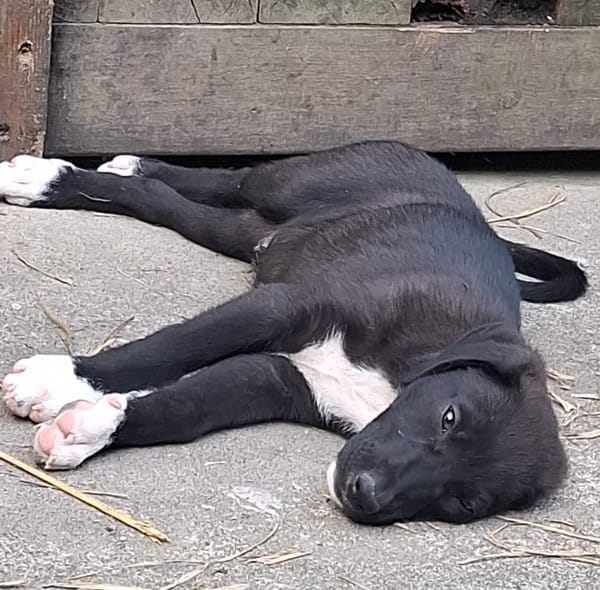 PORTOS, berger créole mâle junior💙