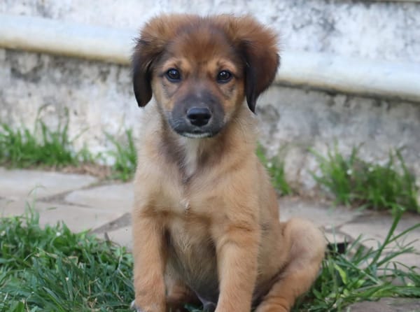 THIAKRY, Chiot mâle Croisé Créole