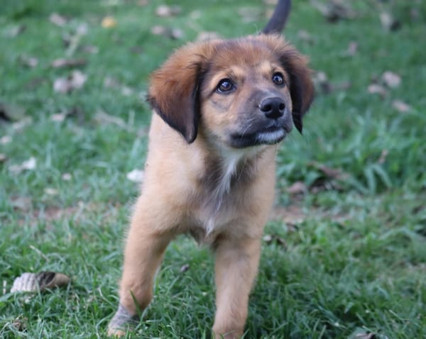 THIAKRY, Chiot mâle Croisé Créole