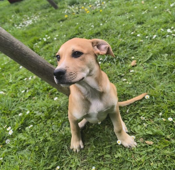 🐾 MYDEE, petit cœur à quatre pattes, cherche sa famille ! 🐾