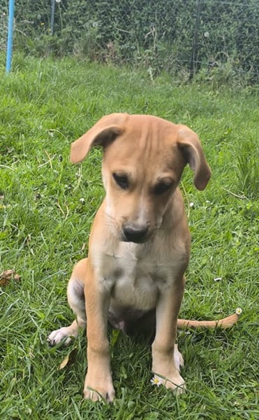 🐾 MYDEE, petit cœur à quatre pattes, cherche sa famille ! 🐾