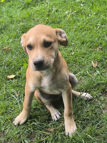 🐾 MYDEE, petit cœur à quatre pattes, cherche sa famille ! 🐾